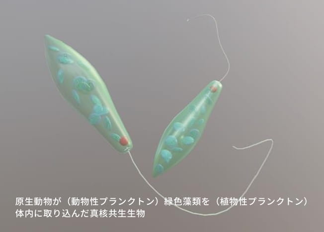植物的かつ動物的な微生物