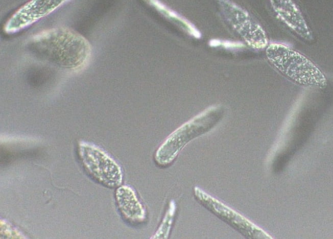 植物的かつ動物的な微生物